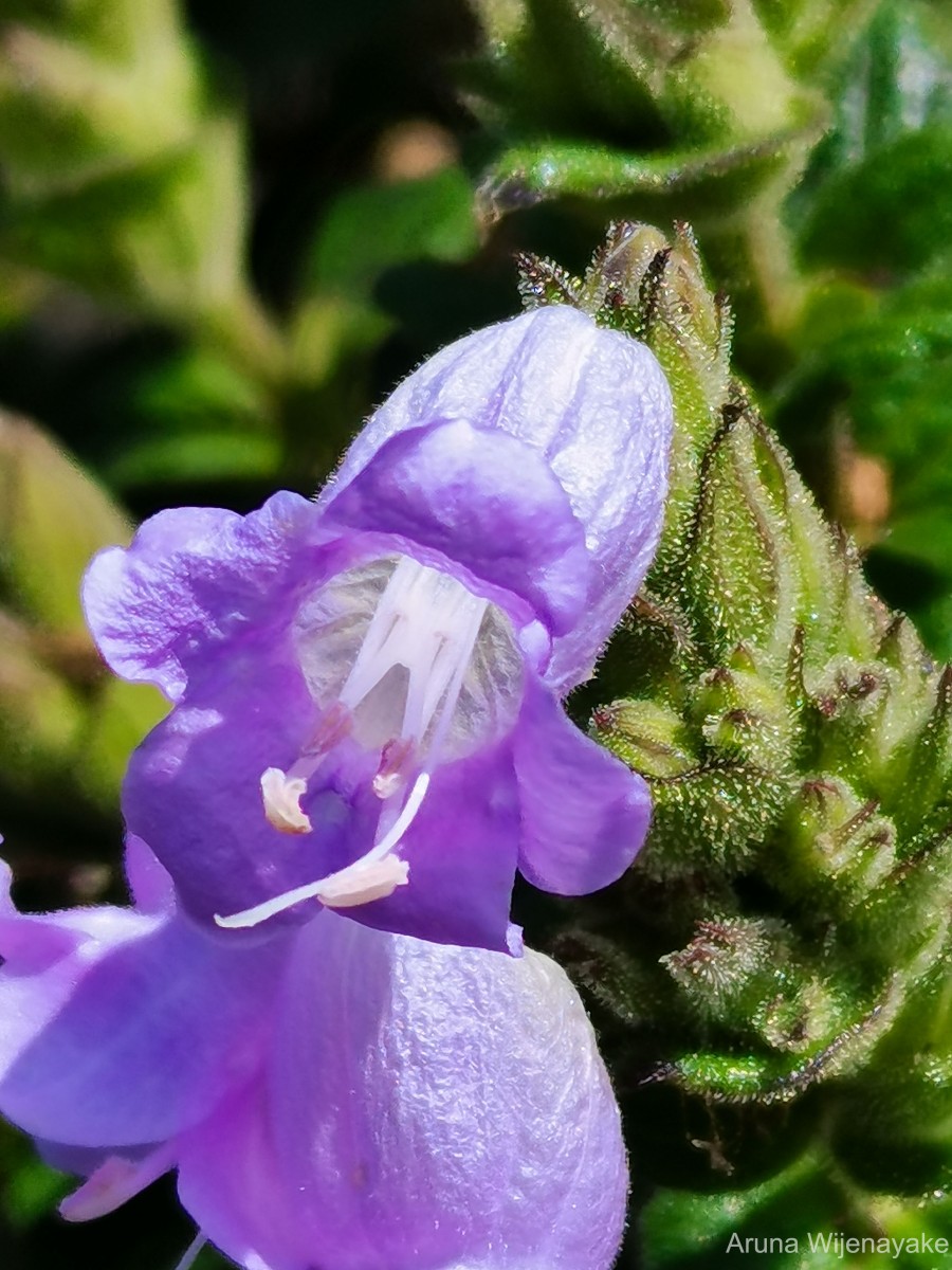 Strobilanthes gardneriana (Nees) T.Anderson